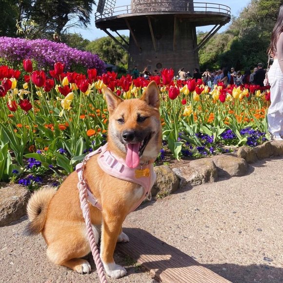 PETsRUS Premium No Pull Dog Harness 2 Leash Clips Baby Pink Leather Neoprene - Picture 8 of 9